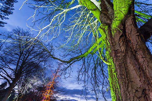 A tree in Morpeth lit by green light, as part of the Northumberland Lights Festival.