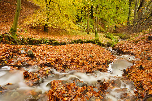 A beautiful autumnal image of the river at Bracklinn Wood, in the Trossachs, Scotland.