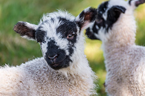A close-up shot of two pretty spring lambs, in the market town of Allendale. 