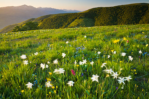 An image of a spring meadow, full of flowers, in Norcia, in Umbria, Italy. 